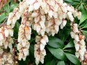 Pieris japoński FUGA - jaskrawe przyrosty, białe kwiaty