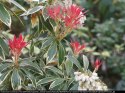 Pieris japoński Variegata - pstre liście,kwiaty białe