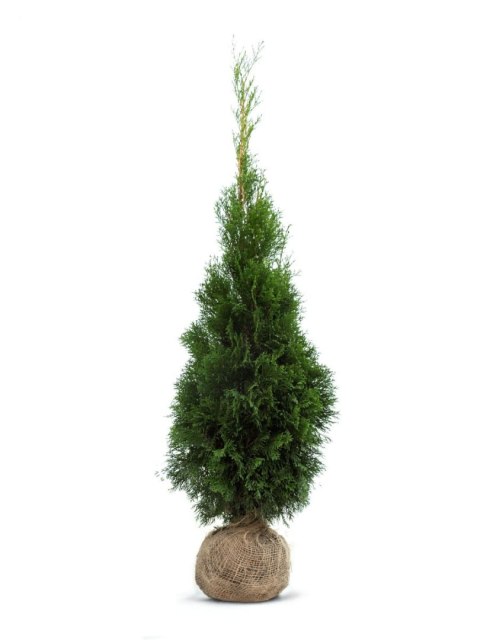 Pakiet tuja SZMARAGD 80- 90cm - 50 szt. Pakiet tuja SZMARAGD 80- 90cm - 50 szt.