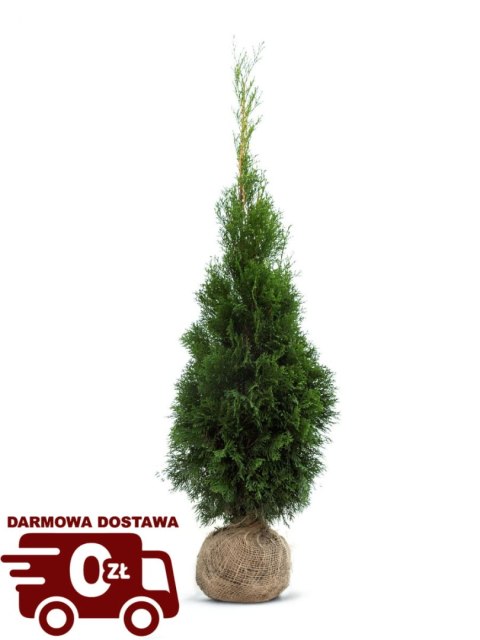 Pakiet tuja SZMARAGD 80- 90cm - 50 szt. Pakiet tuja SZMARAGD 80- 90cm - 50 szt.