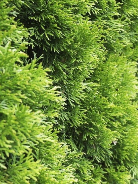Pakiet tuja SZMARAGD 80- 90cm - 50 szt. Pakiet tuja SZMARAGD 80- 90cm - 50 szt.