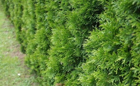 Pakiet tuja SZMARAGD 80- 90cm - 50 szt. Pakiet tuja SZMARAGD 80- 90cm - 50 szt.