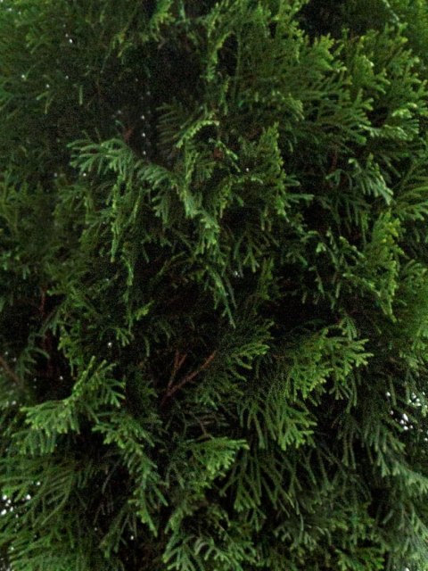 Pakiet tuja SZMARAGD 80- 90cm - 50 szt. Pakiet tuja SZMARAGD 80- 90cm - 50 szt.
