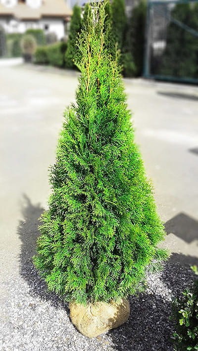 Pakiet tuja SZMARAGD 80- 90cm - 50 szt. Pakiet tuja SZMARAGD 80- 90cm - 50 szt.