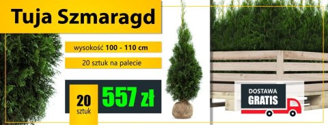 Pakiet tuja SZMARAGD 80- 90cm - 50 szt. Pakiet tuja SZMARAGD 80- 90cm - 50 szt.