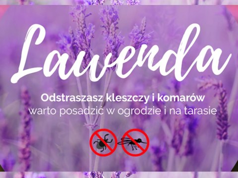 LAWENDA pakiet 30 szt ODSTRASZA kleszcze komary LAWENDA pakiet 30 szt ODSTRASZA kleszcze komary