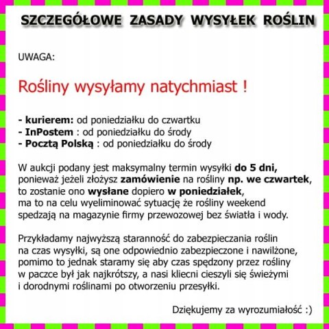 LAWENDA pakiet 30 szt ODSTRASZA kleszcze komary LAWENDA pakiet 30 szt ODSTRASZA kleszcze komary