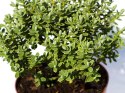 Hebe Shrubby VERONICA - 20 szt