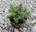 Hebe Shrubby VERONICA - 20 szt