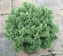 Hebe Shrubby VERONICA - 20 szt