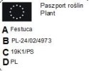 Kostrzewa sina - niebieska trawa - 15 szt Kostrzewa sina - niebieska trawa - 15 szt