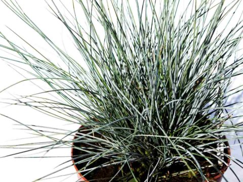 Kostrzewa sina - niebieska trawa - 20 szt Kostrzewa sina - niebieska trawa - 20 szt