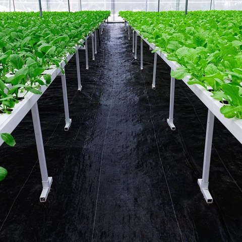 Agrowłóknina na chwasty czarna 90g/m 1,6x10m Agrowłóknina na chwasty czarna 90g/m 1,6x10m